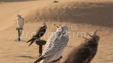 迪拜沙漠里的猎鹰